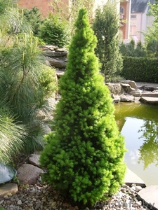 Посадочный материал: декоративные хвойные и лиственные растения,  Брест #664603