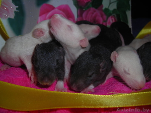 плюшевые крыски #650474