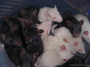 продам крыс породы рекс #660662