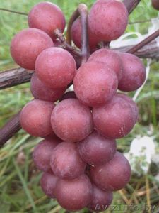 ВИНОГРАД. Саженцы,  продаю. #646182