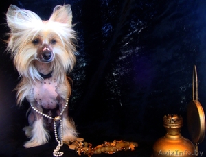 Кобель китайской хохлатой для вязки #673442