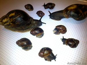 Продам редкий вид улиток Архахатин #673366