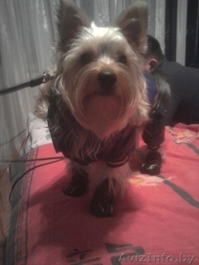 йоркширский терьер вязка 