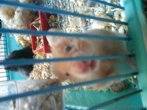 Отдам Сирийских хомячков #663625