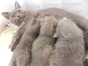 Британские котята 2.5 месяца. #656111