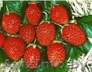 саженцы клубники сорта 