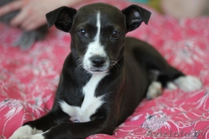 В дар 3-месячный щеночек-девочка #672947