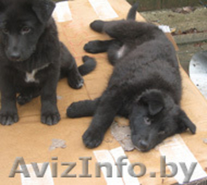 в дар щенка-охранника #645951