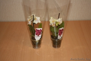 Орхидея фаленопсис #670597