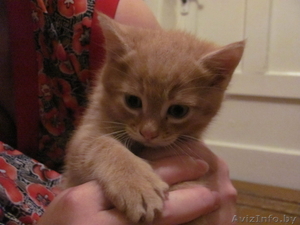 Подарю рыженького котенка #673468