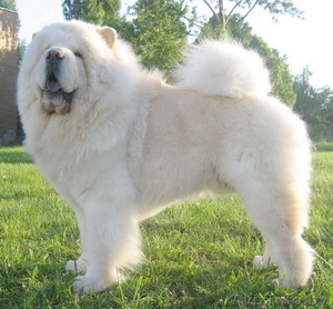 Чау-чау кобель для племенного использования. #658580