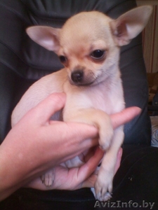 Щеннки чихуахуа #643435