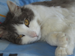 Геркулес – молодой кот с шикарными глазами в дар #665004