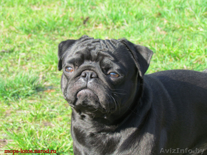 Мопс для вязки. #672636