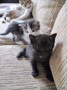 Котята,  приносящие удачу в дом #659457