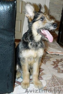 в ЖОДИНО найден ЩЕНОК овчарки #642963