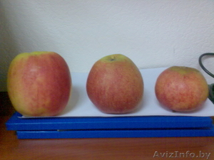 Яблоки свежие Польша #651160