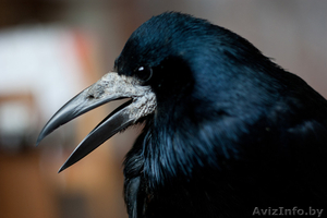 Отдам в добрые руки ГРАЧА #644987