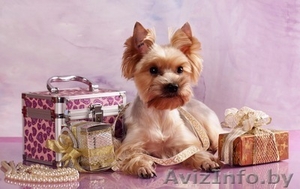 Стрижка собак мелких и средних пород,  кошек, декоративных кроликов! #661054