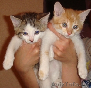Очаровательные котята-малыши в дар! #653158