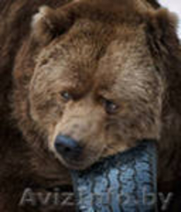 Куплю шины 195/70 R-15 C или 205,  215,  225/70 R-15 C  #668665