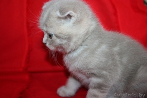 Шотландские вислоухие котята (скоттиш фолд и скоттиш страйт) #659728