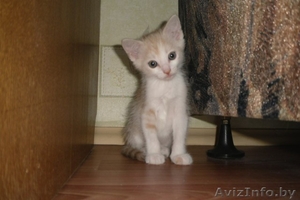 Милый котенок в дар #673681
