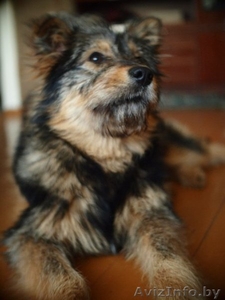 Очаровательная Мона ищет хозяина!  #655650