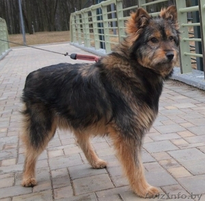 Очаровательная Мона ищет дом! #661524