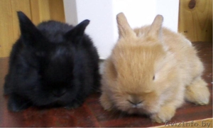 Декоративные крольчата #648666