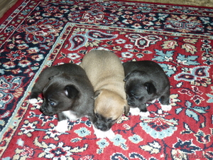 щенки чихуахуа девочки #651169