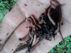 Червь и выползок для рыбалки по выгодной цене #654865