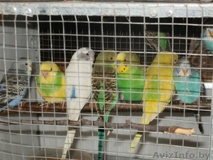 Большой выбор попугаев #654129