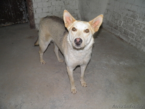 животные в дар!!! #654923