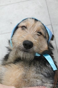 Очаровательная собачка в дар! #648654