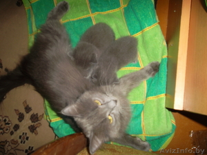 Очень редкие котята породы Нибелунг #657372