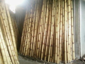 бамбук в европе #667768