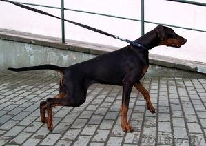 Пропал доберман с ушами хвостом !!! #700629