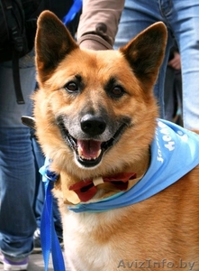 Очаровательный пёс Кунак срочно ищет дом! #686206