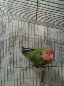  попугай неразлучник  #695026