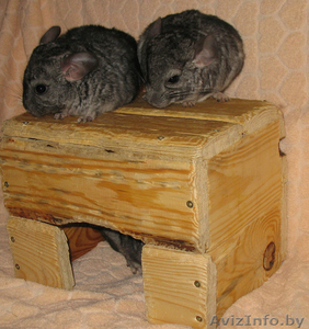 Продаются шиншилята-стандартики #688525