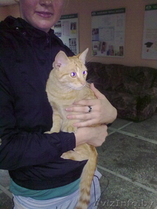 Молодой рыжий кот ищет дом! #696180