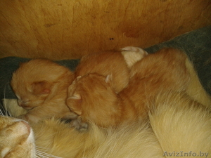 Отдам рыжих котят в добрые руки #678816