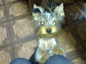 Пропал йоркширский терьер #679906