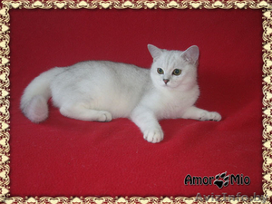 Британские котята Серебристая шиншилла #695635