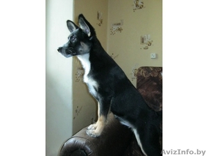 Замечательная девочка в добрые руки #635356