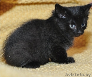 Милые кошечки-крошечки в добрые ручки #701331