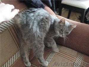 Красавица Дымка #681904