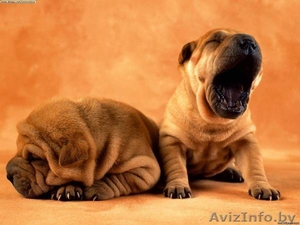 щенки шар-пея с хорошей родословной #683635