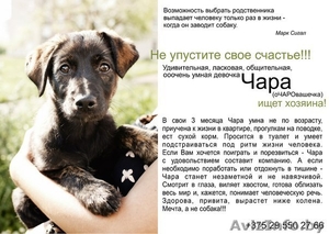 Супер-Щенок в дар! #697998